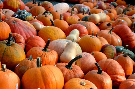 Free Images Fruit Produce Color Autumn Pumpkin Vegetables Seasonal Calabaza Pumpkins