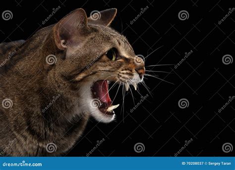 Close Upportret Agressieve Oosterse Cat Hisses In Profiel Geïsoleerde