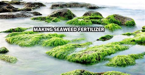 How To Make Seaweed Fertilizer Benefits Agri Farming