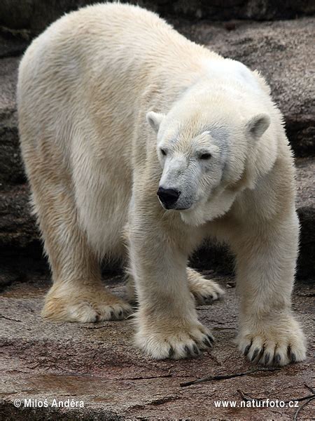 Medvěd Lední Naturfotocz