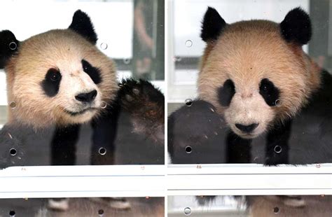 Farewell Ceremony Held In China For Two Giant Pandas Coming To Qatar