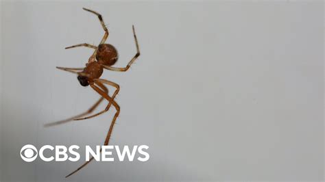 dead spiders reanimated in texas lab to become necrobotic grabbers youtube
