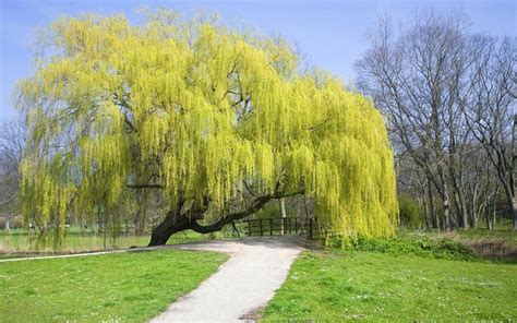 Willow Tree Wallpaper 54 Images