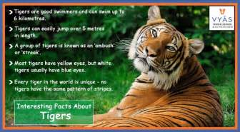 Interesting Facts About Tigers Tiger Facts Pet Tiger Tiger Wallpapers