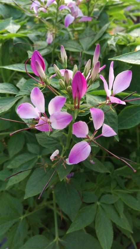 Another Fun Annual Is The Clio Magenta Cleome The Flowers Look Dainty