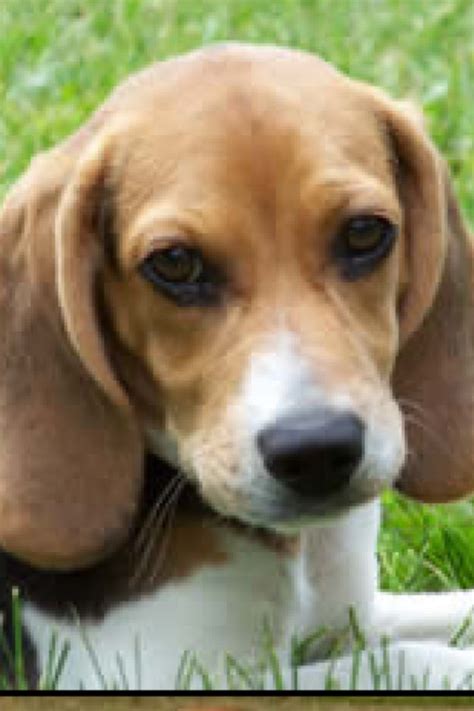 Pin By Mary Mckay On Dogs Beagle Puppy Cute Beagles Beagle Dog