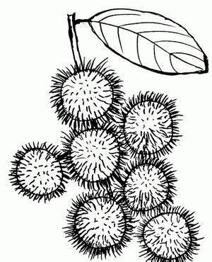 Bakul buah buahan sebagai hadiah 43 gambar. Cara Mewarnai Buah rambutan dengan bagus - Belajar Mewarnai