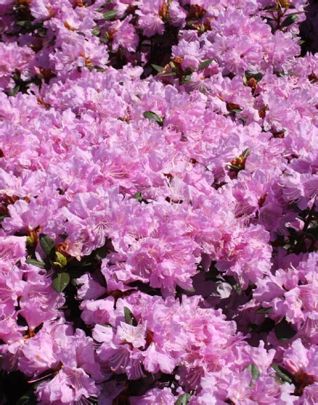 Rhododendron ‘pjm Pink Delight Moon Nurseries