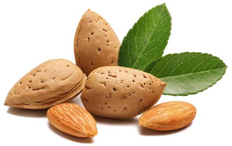 Almond Png Images Transparent Background Png Play