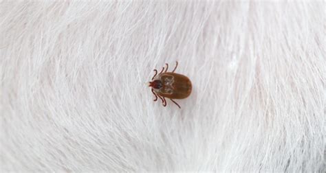 Ticks And Fleas When They Thrive And What To Do Petlifeus