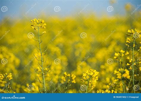 Rapeseed Field Blooming Canola Flowers Stock Photo Image Of