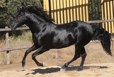 Hispano Arabian Spanish Andalusian Crossbreed Horses Black