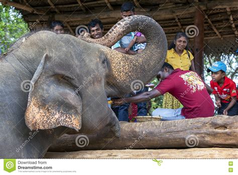 An Elephant At The Pinnawala Elephant Orphanage Pinnewala Is Hand Fed Fruit By A Visitor To