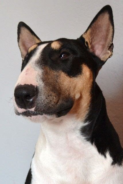 Tri color english bull terrier. Awesome Tri-color Bully | Mini bull terriers, English bull ...