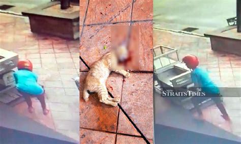 Cops Looking For Alleged Kitten Killer New Straits Times Malaysia