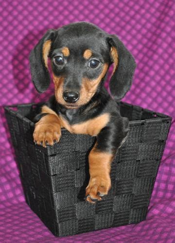 Giving your puppy vaccinations or shots is not for the faint of heart. Mini-Dachshund Puppies! for sale in Winkler, Manitoba ...