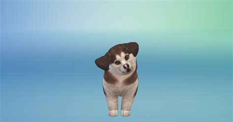 Puppies The Sims 4 Sims 4 Photo 40926098 Fanpop