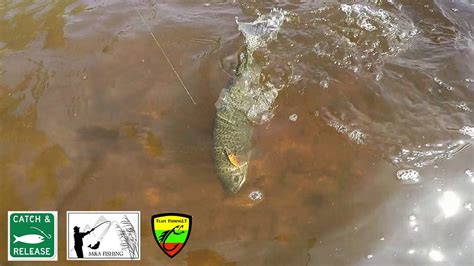 Rainbow Trout Spinning Fishing In Wales 2017 Youtube