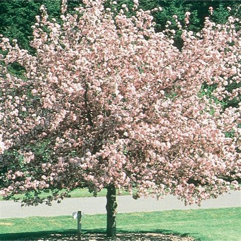 127 Gallon Pink Brandywine Crabapple Flowering Tree In Pot With Soil