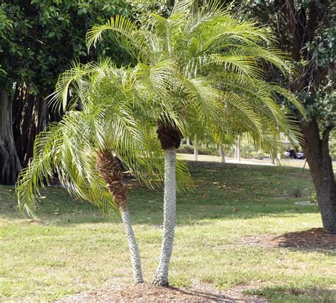 Pygmy Date Palm Care Poisonous Lifespan Phoenix Roebelenii
