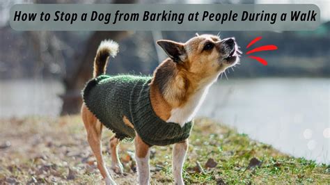 How To Stop A Dog From Barking At People During A Walk Stop A Dog