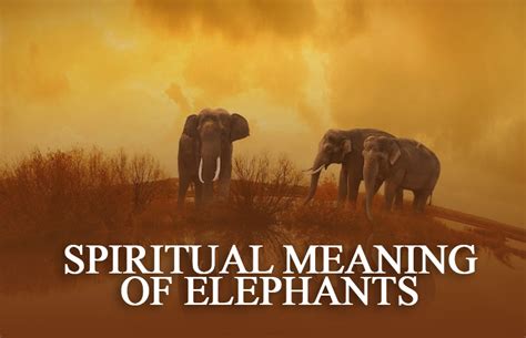 The Spiritual Symbolism And Meaning Of Elephants