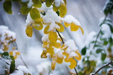 무료 이미지 나무 자연 분기 꽃 눈 겨울 햇빛 잎 서리 봄 녹색 가을 날씨 식물학 노랑 플로라