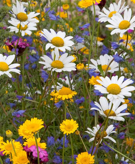 Buy Now Seed Mat Wild Flowers Mix
