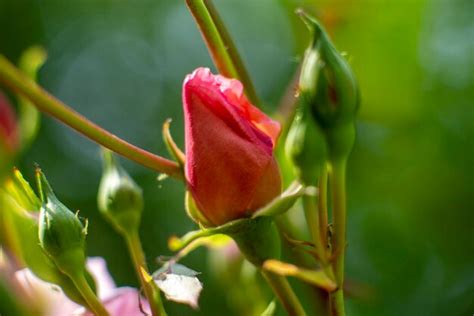 Premium Photo Pink Rose Bud On A Bush Close Macro