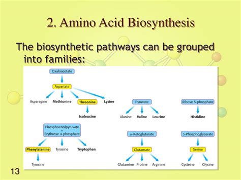 Amino Acid Biosynthesis Pathways