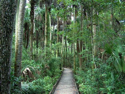 Free Images Tree Wilderness Trail Jungle Vegetation