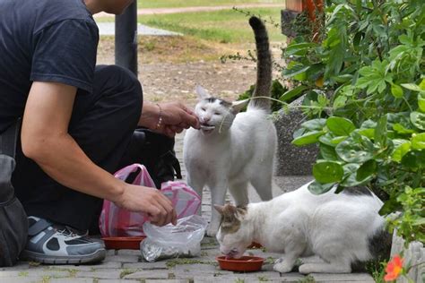 7 Places That Have Become Completely Overrun With Cats