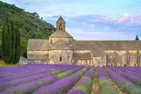 Lavender Fields In Full Bloom In Early July In Front Of Abbaye De S√