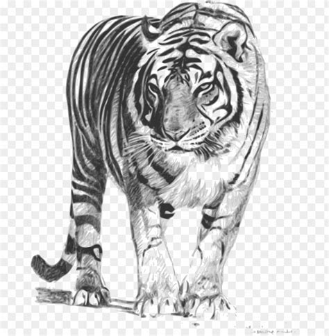 Et Royal Bengal Tiger Sketch PNG Transparent With Clear Background ID