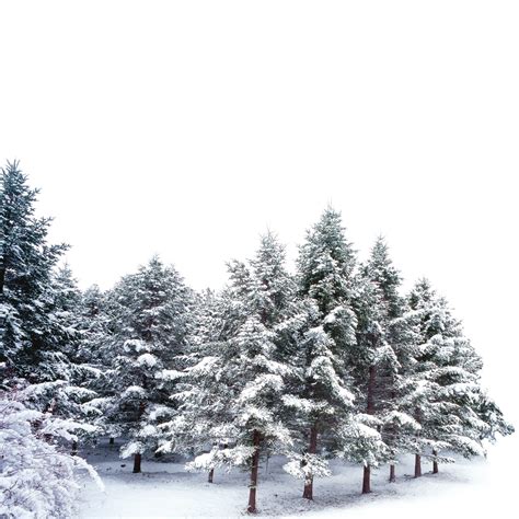 Collection 90 Wallpaper Snowy Pine Trees Wallpaper Completed