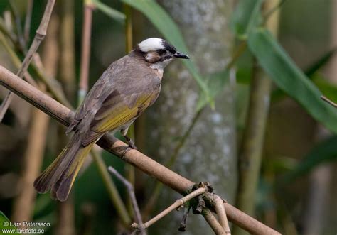 Light Vented Bulbul 1 Alphabetic Order By Lars Petersson Reflape