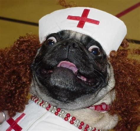 Doctor Pug Will See You Now Pugs Funny Cute Pugs Pugs