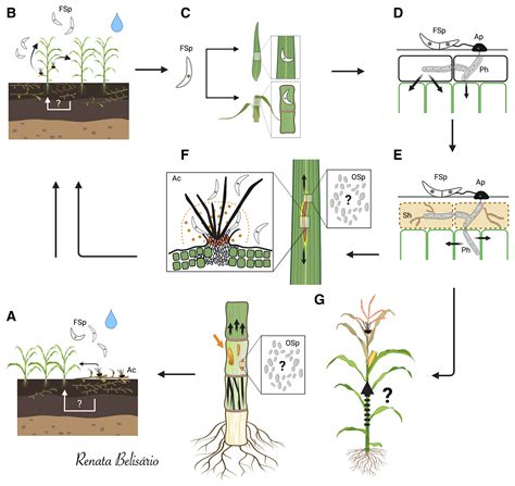 Maize Anthracnose Stalk Rot In The Genomic Era Plant Disease