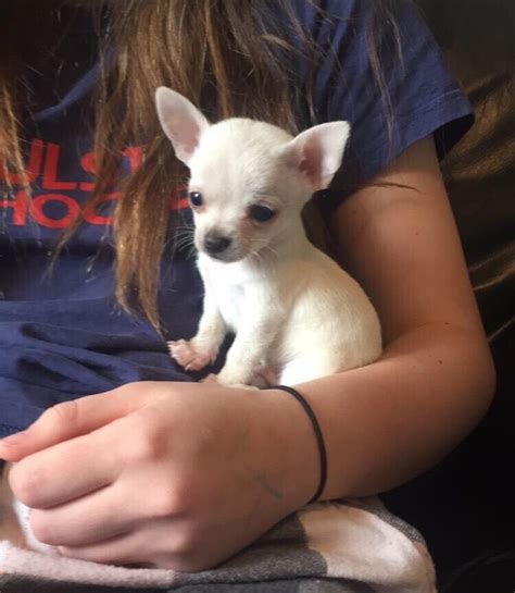 Chihuahua Puppies For Sale In Dromara County Down Gumtree