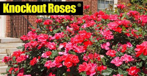 Knockout Roses Care 5 How To Tips On Caring For Knockout