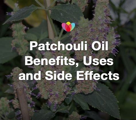 Benefits Uses And Precautions Of Patchouli Oil For Kids