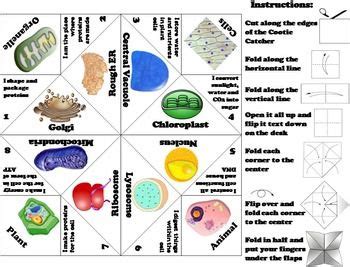Maybe you would like to learn more about one of these? Plant and Animal Cell Organelles and Function Foldable ...