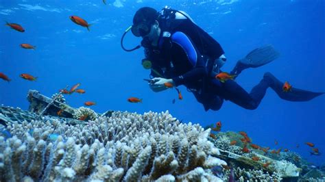 Secretive Israel Uae Oil Deal Endangers Prized Eilat Corals Ctv News