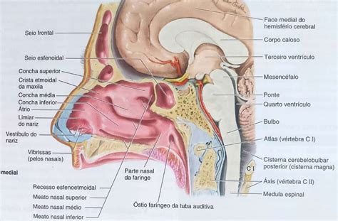 Anatomia Do Nariz Externo