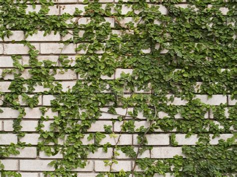 Green Ivy On Wall Stock Image Image Of Detailed Growth 644863