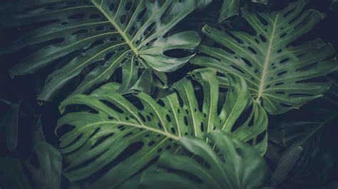Green Leafed Plant Leaves Green Nature Philodendron Hd Wallpaper Wallpaper Flare