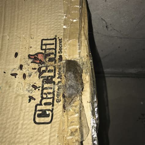 Create your own printable contract — free! Mouse Control Services in Rhode Island: RI Mouse Exterminator