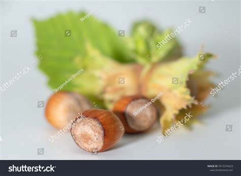 Group Hazelnuts Green Leaves Isolated On Stock Photo