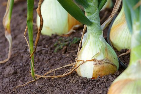 Vidalia Onions Georgia Grown