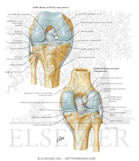 Cruciate And Collateral Ligaments Of Right Knee Joint Knee Cruciate